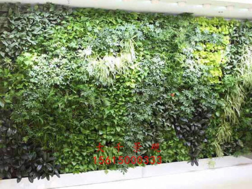 點(diǎn)擊查看詳細(xì)信息<br>標(biāo)題：綠植墻 閱讀次數(shù)：2518